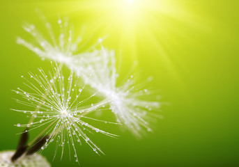 Naklejka premium spring dandelion flower