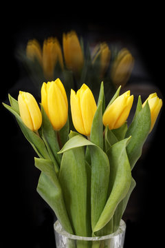 Yellow tulip flowers on black background