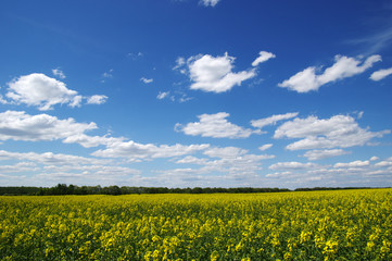 Obraz premium green field