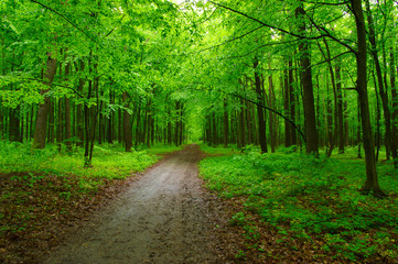 Obraz premium green forest