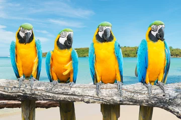 Fotobehang Blauwe en gouden ara op tropisch mooi strand en zee © ake1150