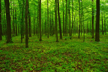 Obraz premium piękny zielony las