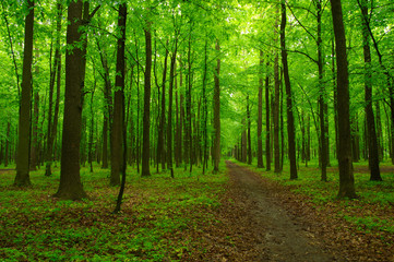 green forest