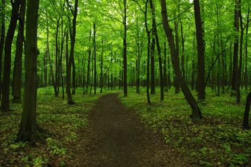 Obraz premium green forest