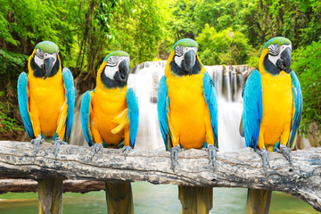 Blue-and-Gold Macaw against tropical waterfall background