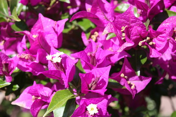 Bougainvillee flowers pink