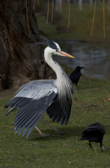 Grey Heron, Ardea cinerea - spring fight.