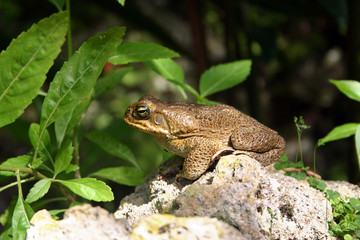 Cane toad