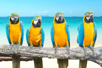 Fototapeta premium Blue and Gold Macaw on tropical beautiful beach and sea