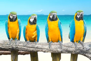 Papier Peint photo Lavable Perroquet Blue and Gold Macaw on tropical beautiful beach and sea