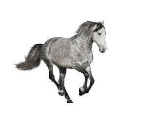 Obraz na płótnie Canvas isolate of the gray horse on the white background