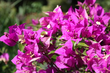 Obraz premium purple blooming bougainvillea in the garden 