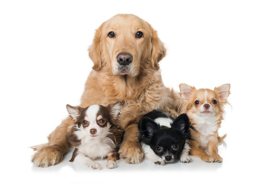 Retriever mit Chihuahuas