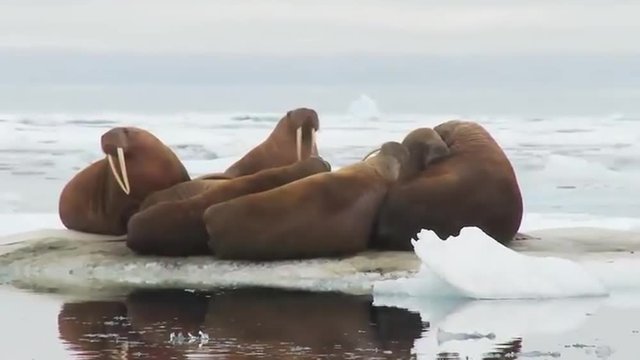 Walrus live in a natural ice habitat in the Arctic.