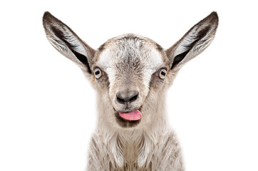 Portrait of funny gray goatling showing tongue