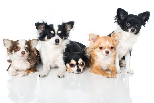 Chihuahuas