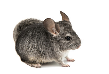 Obraz premium Chinchilla