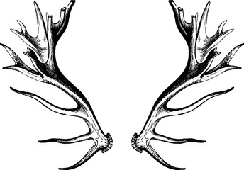 Vintage drawing deer antlers