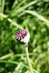 Seed capsule Turkish poppy