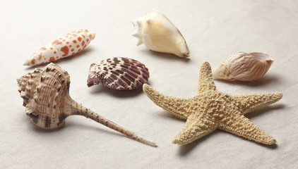 Collection of sea shells on light grey fabric