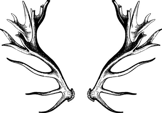 Vintage drawing deer antlers