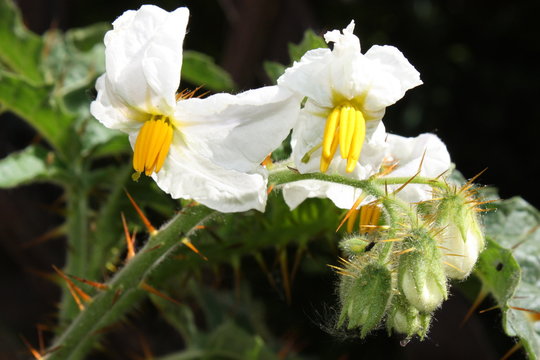 White Flowers of the Lychee tomatoes in spring