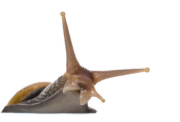 curious tree snail peeps out from behind cover on a white background