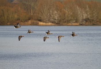 Graugänse im Flug