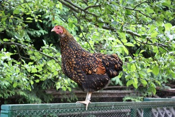 Wyandotte hen in the garten