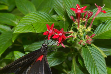 Exotischer Schmetterling