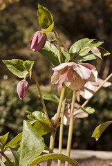 Hellebore flowers in bloom in a botanical garden
