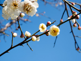 Plum tree blossoming and blue sky background