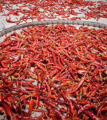 Fototapeta premium trocknende Chilis