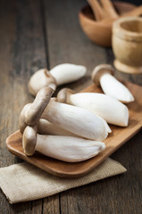 King oyster mushroom, Pleurotus eryngii