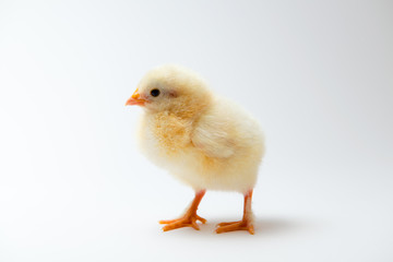 little chick in front of bright background
