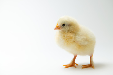 little chick in front of bright background