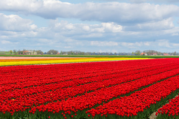 Fototapeta na wymiar Spring tulip fields in Holland, colorful flowers in Netherlands 
