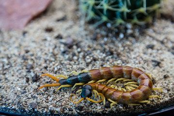 Huge Centipede