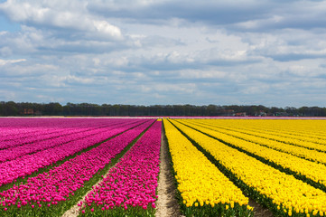 Spring tulip fields in Holland, colorful flowers in Netherlands
