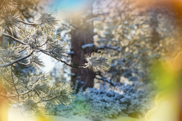 Winter forest