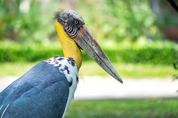 Lesser adjutant stork (Leptoptilos javanicus) in nature at zoo in Viet Nam