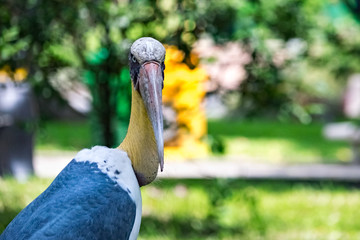 Lesser adjutant stork (Leptoptilos javanicus) in nature at zoo in Viet Nam