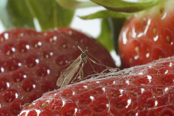 Mosquito sobre freson