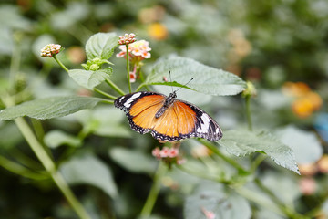 July 2010, Noirmoutier island depertamente Vendee, France. Various butterfly in the natural park "Butterfly Island"