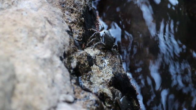 Crab is on border of land and water.
