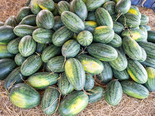 Watermelon on straw an countryside. LONG AN, VIET NAM