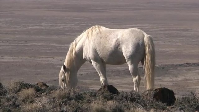 Wild horses graze in open rangeland in the Western states.
