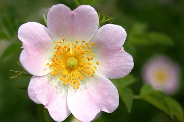 Bloom of dog-rose rosehip in summer