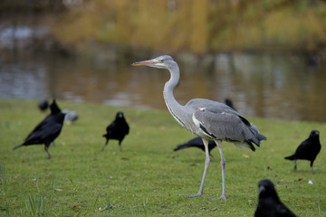 Grey Heron, Ardea cinerea