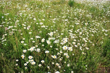 Wildflower meadow in summer